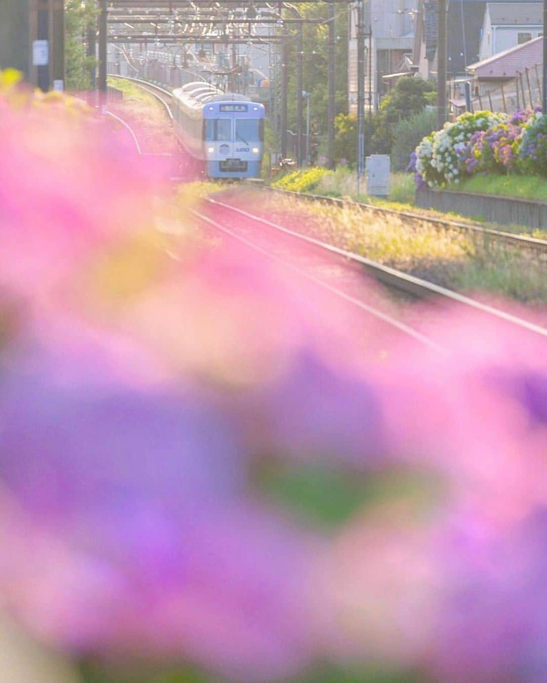 はなまっぷ❁日本の花風景さんのインスタグラム写真 - (はなまっぷ❁日本の花風景Instagram)「💠☔️はなまっぷの紫陽花まつり☔️💠 * @mika05011972 さんの 紫陽花に花まるを💮 * 梅雨を彩る素敵な紫陽花をありがとうございます😊💠 * 東京  #京王井の頭線 Keio Inokashira Line, Tokyo. * 💠アジサイの花言葉💠 家族団らん、仲良し * ☔️•••💠•••🌈•••🐸•••🌈•••💠•••☔️ * 💠紫陽花まつり概要💠 * 期間:〜6/30頃まで * タグ:#はなまっぷ イベント用タグはありません * #はなまっぷ  のタグの中から、紫陽花のお写真をどんどんご紹介させていただきます。期間中はランダムに、複数枚投稿でもご紹介させていただく場合がございます。 * #紫陽花#アジサイ#あじさい#日本#梅雨#花 * ☔️•••💠•••🌈•••🐌•••🌈•••💠•••☔️ *」6月25日 12時51分 - hanamap