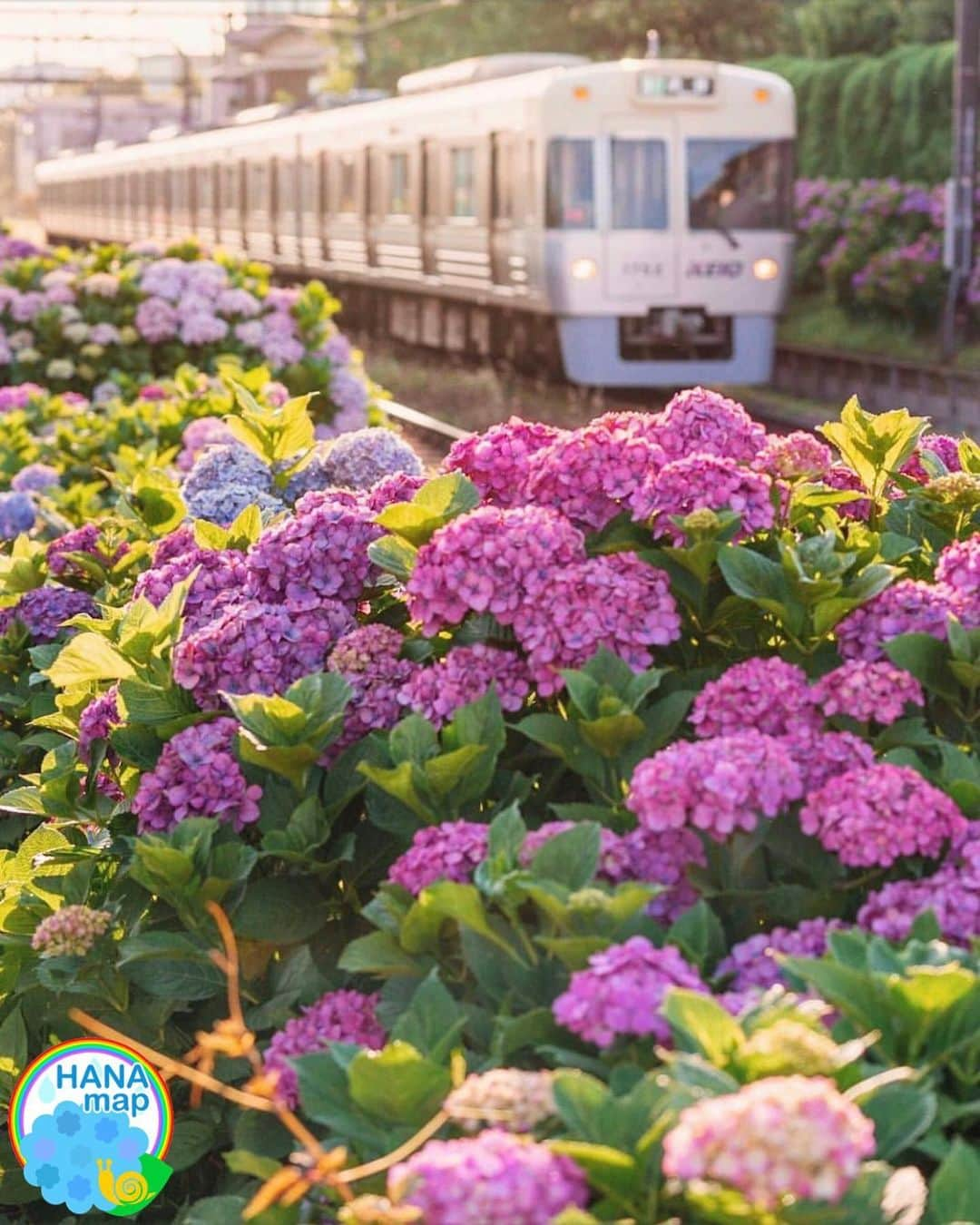 はなまっぷ❁日本の花風景さんのインスタグラム写真 - (はなまっぷ❁日本の花風景Instagram)「💠☔️はなまっぷの紫陽花まつり☔️💠 * @mika05011972 さんの 紫陽花に花まるを💮 * 梅雨を彩る素敵な紫陽花をありがとうございます😊💠 * 東京  #京王井の頭線 Keio Inokashira Line, Tokyo. * 💠アジサイの花言葉💠 家族団らん、仲良し * ☔️•••💠•••🌈•••🐸•••🌈•••💠•••☔️ * 💠紫陽花まつり概要💠 * 期間:〜6/30頃まで * タグ:#はなまっぷ イベント用タグはありません * #はなまっぷ  のタグの中から、紫陽花のお写真をどんどんご紹介させていただきます。期間中はランダムに、複数枚投稿でもご紹介させていただく場合がございます。 * #紫陽花#アジサイ#あじさい#日本#梅雨#花 * ☔️•••💠•••🌈•••🐌•••🌈•••💠•••☔️ *」6月25日 12時51分 - hanamap