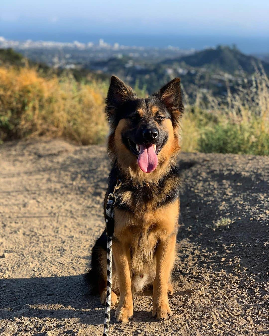 ジェンソン・バトンさんのインスタグラム写真 - (ジェンソン・バトンInstagram)「Love hiking with this dude #Bentley #socal @storm_rogue_bentley_button」6月25日 14時03分 - jensonbutton