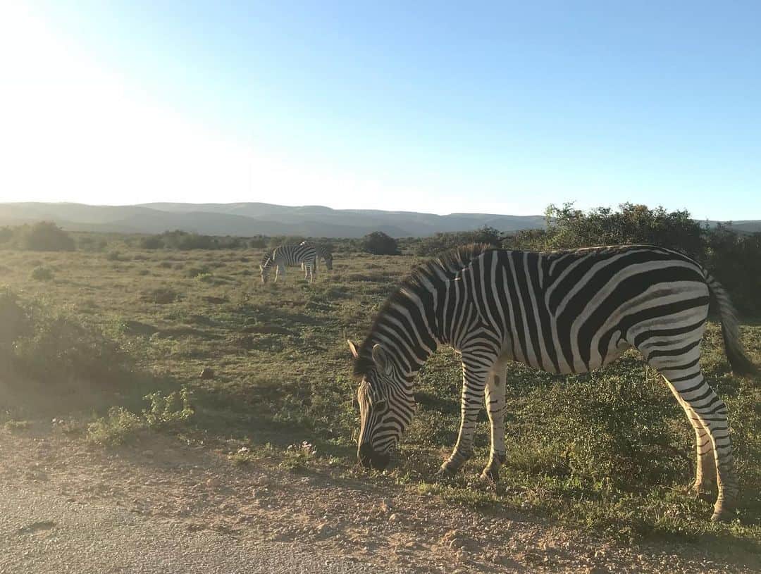 大村 奈央さんのインスタグラム写真 - (大村 奈央Instagram)「山奥でも比較的電波が良かったのでケープタウン、イースタンケープ、ポートエリザベスも道中安心でした🚗🗺 #グローバルWiFi #gobeyonder #safari #southafrica」6月25日 14時22分 - naoomura