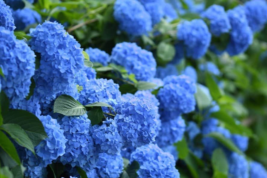 かっぱのインスタグラム：「. . 紫陽花を見に行きました。 青の紫陽花、とても綺麗で見惚れました☂️ . . #紫陽花 #あじさい #手毬咲き #花 #青 #藍 #緑 #植物 #梅雨 #雨  #hydrangea #blue」