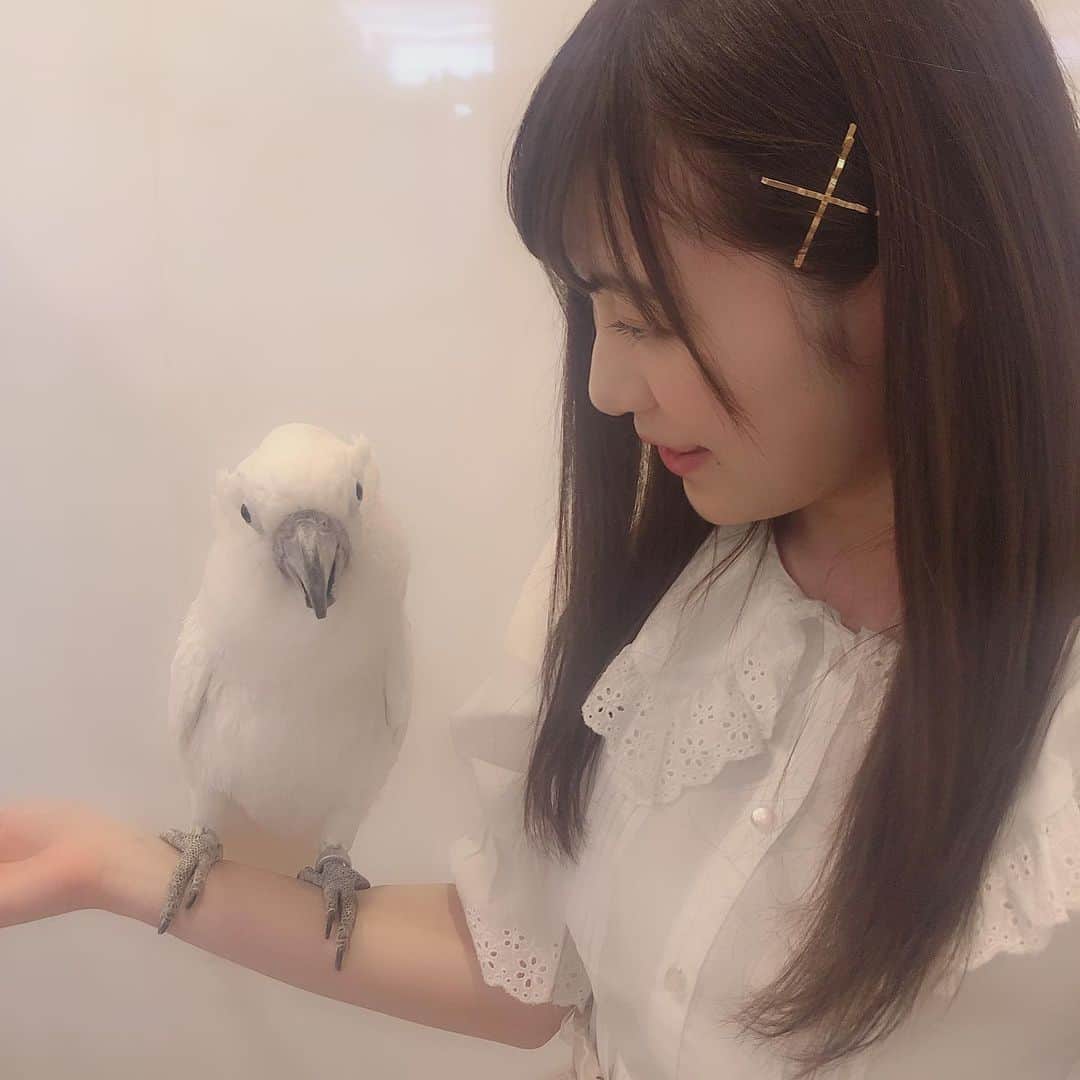野々垣美希さんのインスタグラム写真 - (野々垣美希Instagram)「． 鳥の正面顔ほど可愛いものはない😭 #タイハクオウム」6月25日 14時33分 - nonogakimiki