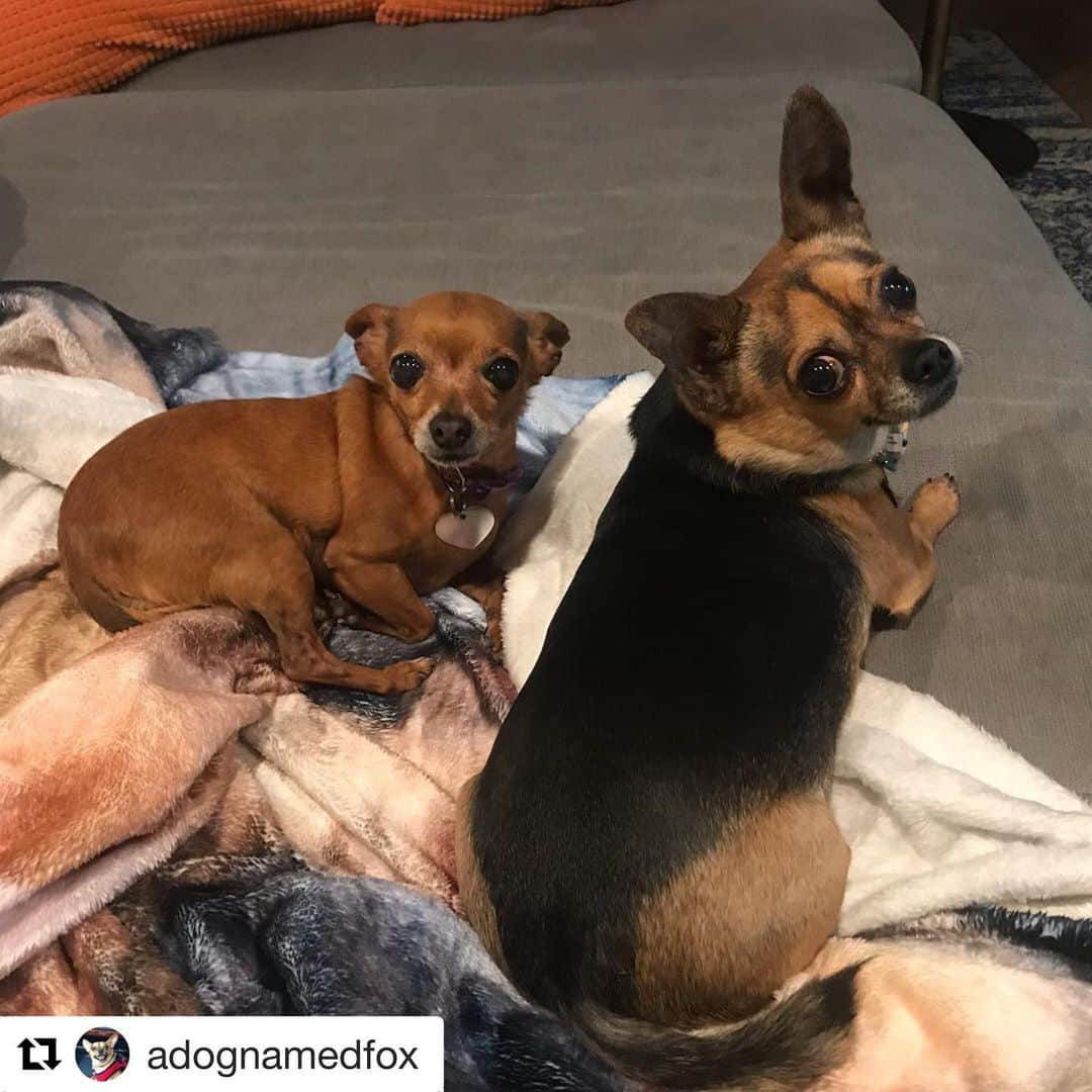 ローレン・アッシュさんのインスタグラム写真 - (ローレン・アッシュInstagram)「2 of my children.  #Repost @adognamedfox with @get_repost ・・・ This is my sister Peaches. She’s...fine. #chihuahuas #chihuahuasofinstagram #adoptdontshop #rescueisthebestbreed」6月25日 14時35分 - laurenelizabethash