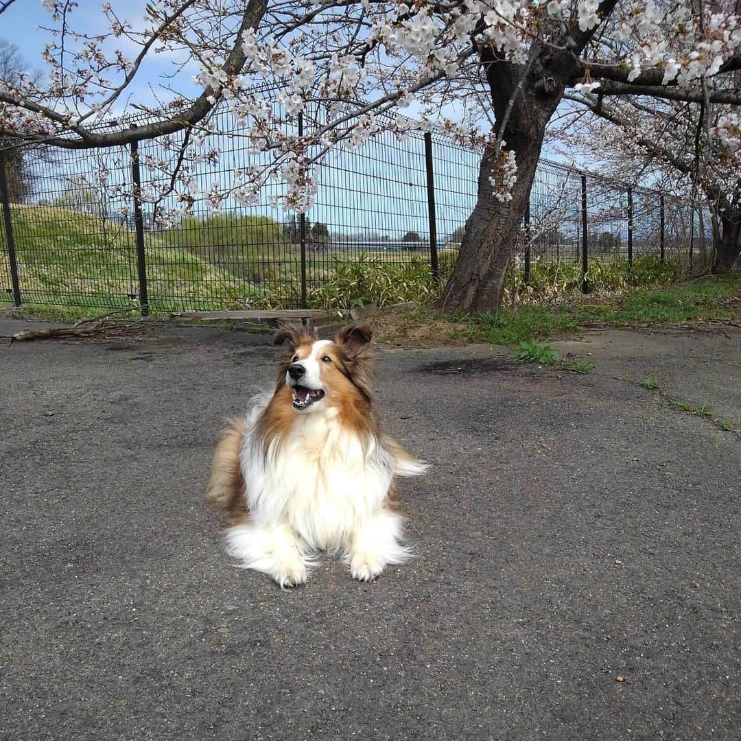 葛巻舞香さんのインスタグラム写真 - (葛巻舞香Instagram)「ひまちゃんが、お空に旅立ちました✨🌻 最期は お気に入りの風通しの良い廊下でお昼寝をしながら息を引き取っていました。 くーちゃんが、看取ってくれました。  誰よりも食いしん坊のひまちゃん。 『巨大食道症』という、 『食べ物が食べられなくなる』というひまちゃんにとっては一番辛い病気と闘っていました。 原因も分からない、発症したらお薬でも手術しても治らない、 致死率の高い難病でした。  食べる事が大好きなひまちゃんが、食欲がなくなり、点滴を繰り返し、お薬を毎日頑張って飲んで、 きっと美味しくない流動食をなんとか流し込み、食後は胃に流れ込むまで30分以上縦抱っこをしなければならない生活。 お水を飲んでは吐いてしまうので、お水も少しずつしか与える事が出来ませんでした。  体重はどんどん減って、肋骨や頬骨も分かるくらい痩せ細ってしまいましたが、 立派な毛並みと、つぶらな瞳は最後まで健在でした。  痛みで夜中もずっとウロウロしたり、咳をして、吐いて、苦しかったと思います。 疲れたんだと思います。 今やっと、ゆっくり眠れる事が出来ました。  本当に『何か楽しい事があったの？』というくらい笑っているような、穏やかな最期のお顔でした。  誰よりも優しく、 本当に満開のひまわりのような子でした🌻  ひまちゃんを可愛がってくださった皆様、本当にありがとうございました🌻  そして、ひまちゃん、うちの子になってくれて、本当に本当にありがとう🌻  ひまちゃん、大好きだよ🌻✨ #シェットランドシープドッグ #シェルティ #巨大食堂症 #頑張ったね #ひまわり #🌻 #虹の橋 #🌈」6月25日 15時05分 - maika.kzm