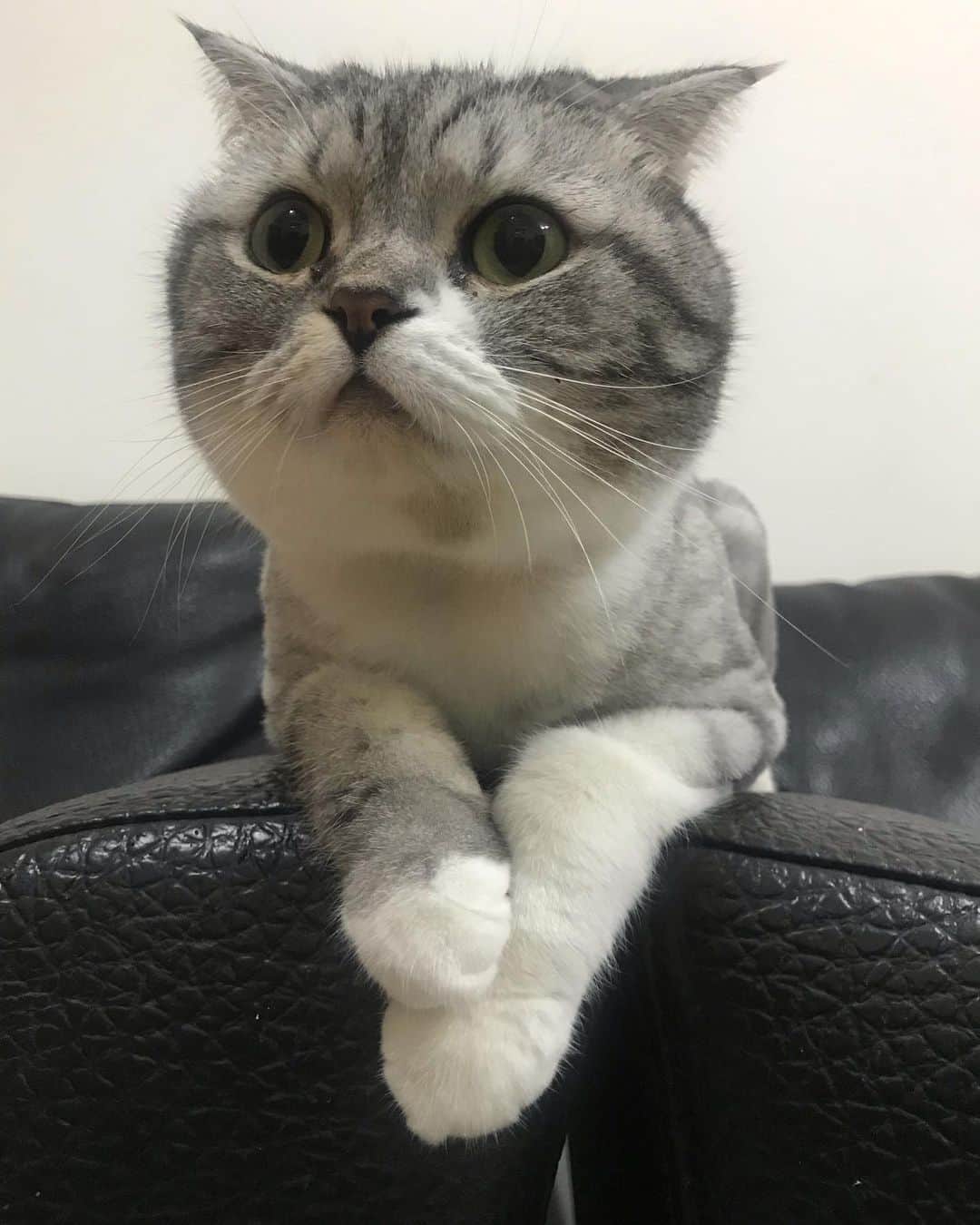 のインスタグラム：「アンバランスが可愛い . #cat #catstagram #catsofinstagram #instacat #cutecat #katsuo #サマーカット」
