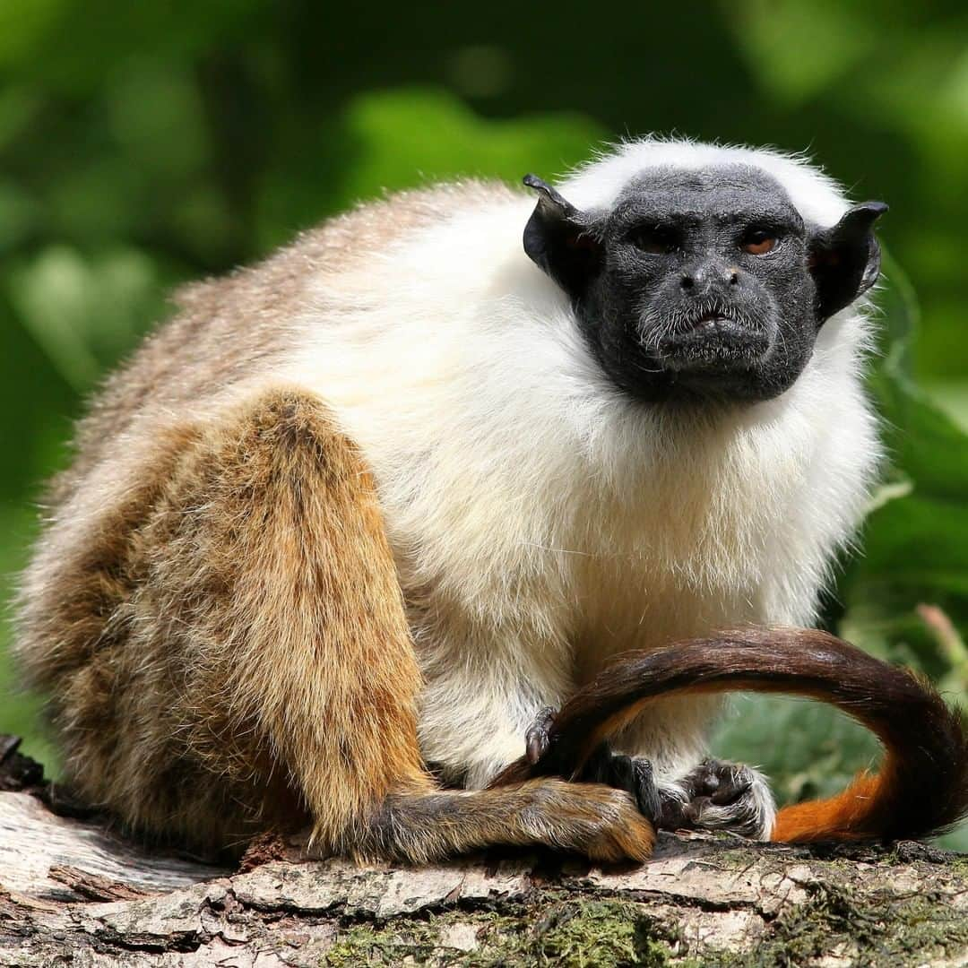 アニマルプラネットさんのインスタグラム写真 - (アニマルプラネットInstagram)「Is it just me or does this pied tamarin look just like yoda?!? This grumpy looking monkey is only about the size of your typical squirrel! . . . . . . . #animalplanetupclose #animalsofinstagram #animalplanet #animaloftheday #wild #wildlife #outdoors #animals #wildanimals #conservation #nature #animallovers #instanature #wildgeography #monkey #tamarin #piedtamarin」6月26日 1時00分 - animalplanet