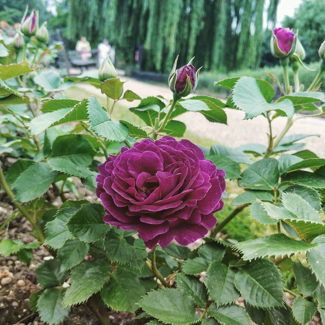 岩山立子さんのインスタグラム写真 - (岩山立子Instagram)「こんな色の薔薇に 魅了されてしまいました😌✨💓」6月26日 1時03分 - jazzestme