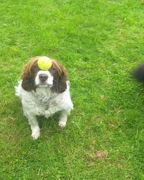 DogsOf Instagramのインスタグラム：「“When you do a rubbish throw but your wingman catches it for you 💪” writes @springer_sam  #dogsofinstagram」