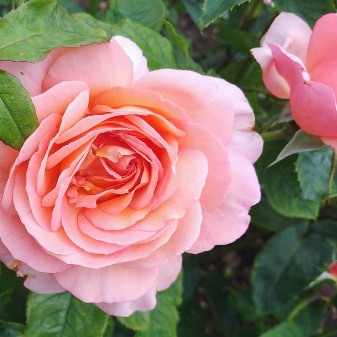 岩山立子さんのインスタグラム写真 - (岩山立子Instagram)「サーモンピンクな薔薇は昔から好き💓」6月26日 1時07分 - jazzestme