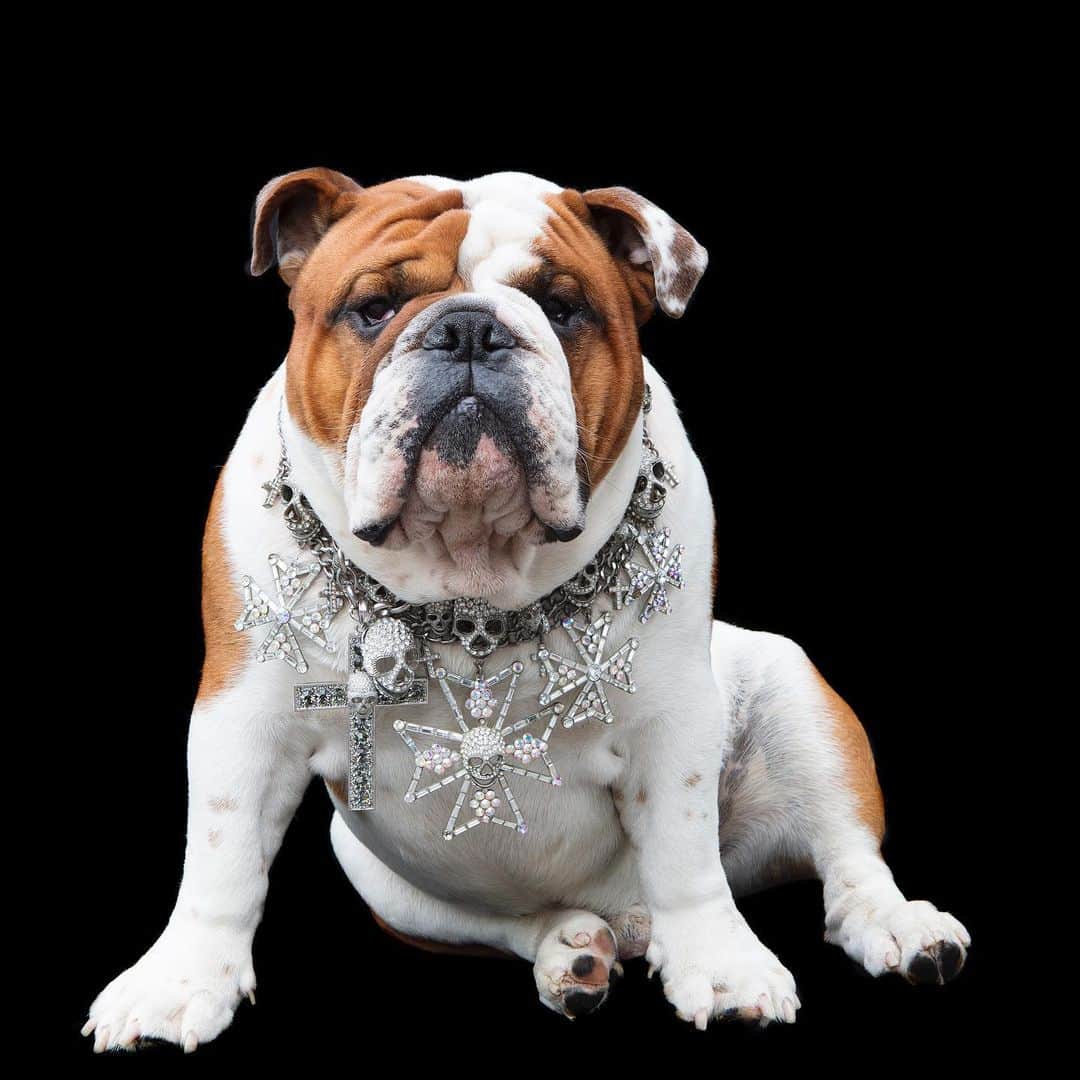 バトラー&ウィルソンさんのインスタグラム写真 - (バトラー&ウィルソンInstagram)「BUTLER & WILSON ICONIC PIECES 📸 Shot by @liddieholt @huntleyhedworth ✨🐾 • • #butlerandwilson #dogsofinstagram #dogs #pug #frenchbulldog #whippet #jewelry #fashion #necklace #photography」6月26日 1時25分 - butlerandwilson