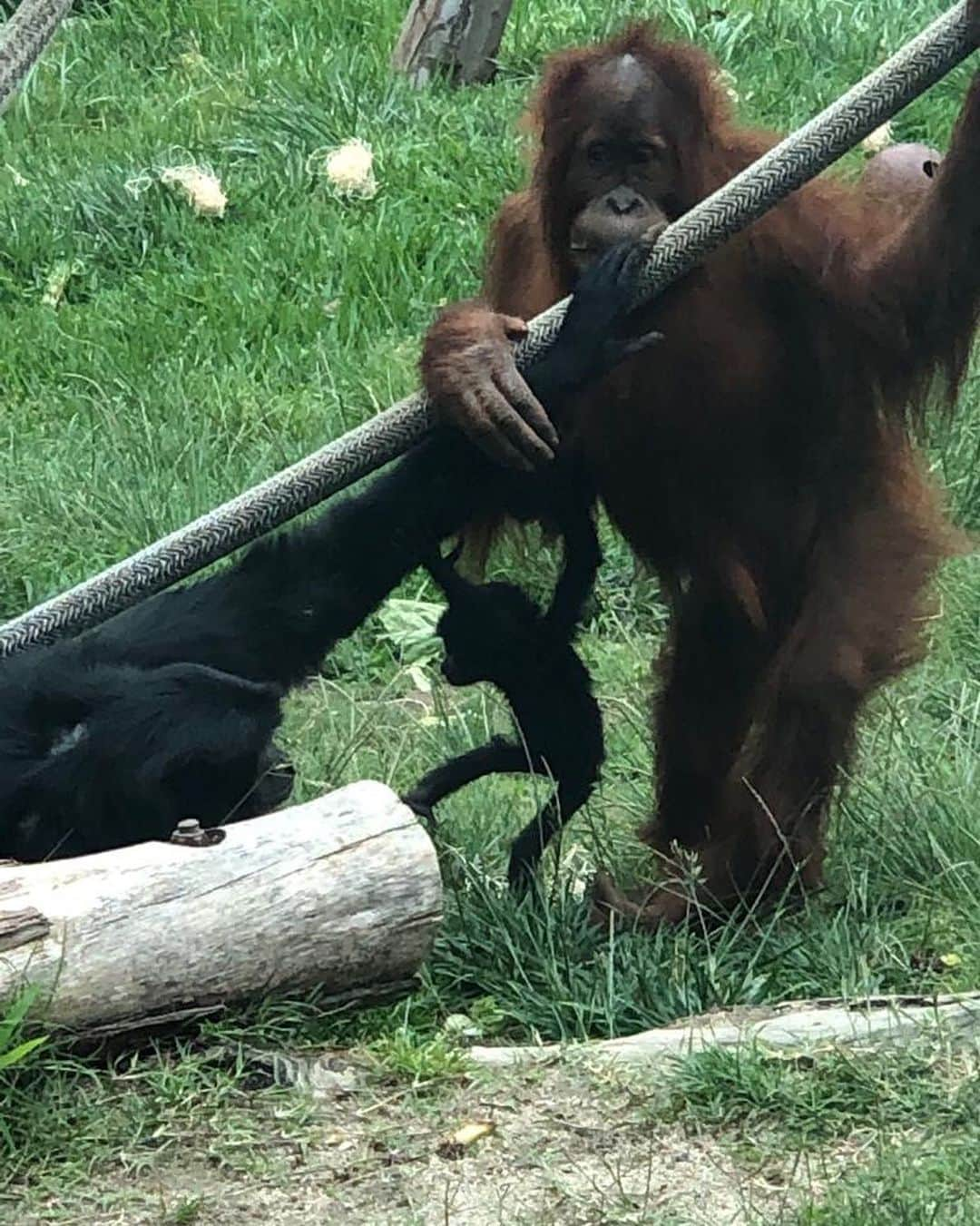 ガル・ガドットさんのインスタグラム写真 - (ガル・ガドットInstagram)「Had such a wonderful time at the @sandiegozoo with my family. Met some of the sweetest animals and learned a lot about all of their conservation work they’ve been doing.」6月26日 1時34分 - gal_gadot