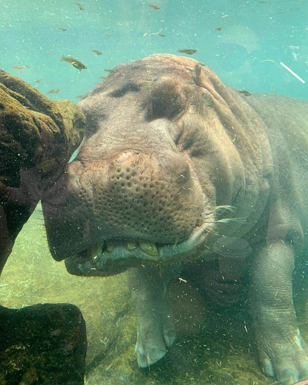 ガル・ガドットさんのインスタグラム写真 - (ガル・ガドットInstagram)「Had such a wonderful time at the @sandiegozoo with my family. Met some of the sweetest animals and learned a lot about all of their conservation work they’ve been doing.」6月26日 1時34分 - gal_gadot