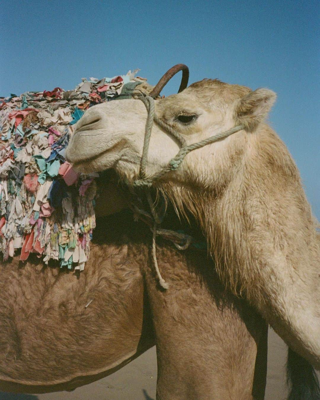 マイラ・ダルブサイオさんのインスタグラム写真 - (マイラ・ダルブサイオInstagram)「Should have saved this for hump day but here we are. Morocco, 2019 #35mm #contaxt2 #explorewildly #forgeyourownpath」6月26日 1時45分 - myladalbesio