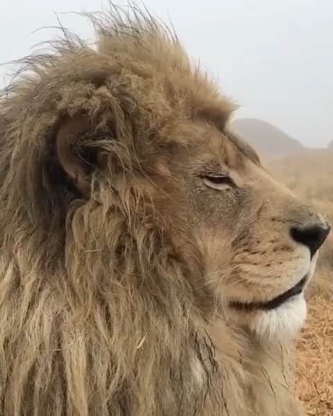 Phil Heathのインスタグラム：「“They nip his toes and eat the food that’s in his domain. They do this and they get closer and closer and bolder and bolder, till one day…that lion gets up and tears the shit outta everybody, runs like the wind, eats everything in his path, ’cause every once in a while, the lion has to show the jackals who he is.” – Mike from Poolhall Junkies  #ChristopherWalken #LetsGoGetIt #PhilHeath #DreamKiller #HeroVillain #Retribution #LionSpeech」