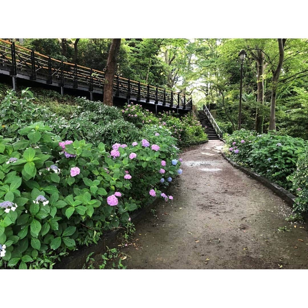 東京カメラ部 横浜分室さんのインスタグラム写真 - (東京カメラ部 横浜分室Instagram)「「フランス山地区」 . 6月のPR投稿では、様々な場所で撮影したアジサイの写真をご紹介しておりますが、今日は港の見える丘公園のフランス山地区に咲くアジサイの写真です。この写真を撮影した近くには、2月12日の投稿でご紹介した隠れハートがあります！アジサイもハートも楽しめるフランス山地区を訪れてみてはいかがでしょうか♪ . みなとみらい線公式Facebook「わたしの横浜4.1キロさんぽ」で横浜の魅力を発信中！ そちらも是非ご覧下さい！<PR> . #みなとみらい線フォト散歩 #みなとみらい線フォトさんぽ #みなとみらい線 #横浜 #新高島 #みなとみらい #馬車道 #日本大通り #元町中華街 #yokohama #東京カメラ部 #Japan #photo #写真 #日本 #港の見える丘公園 #フランス山 #デートスポット #梅雨空 #紫陽花 #ハートの石 #小さな幸せ #みーつけた #♥ #motomachi #beautifuldestinations #japan_daytime_view #happyspot #lovers_nippon #loves_garden」6月25日 17時01分 - tcc.yokohama