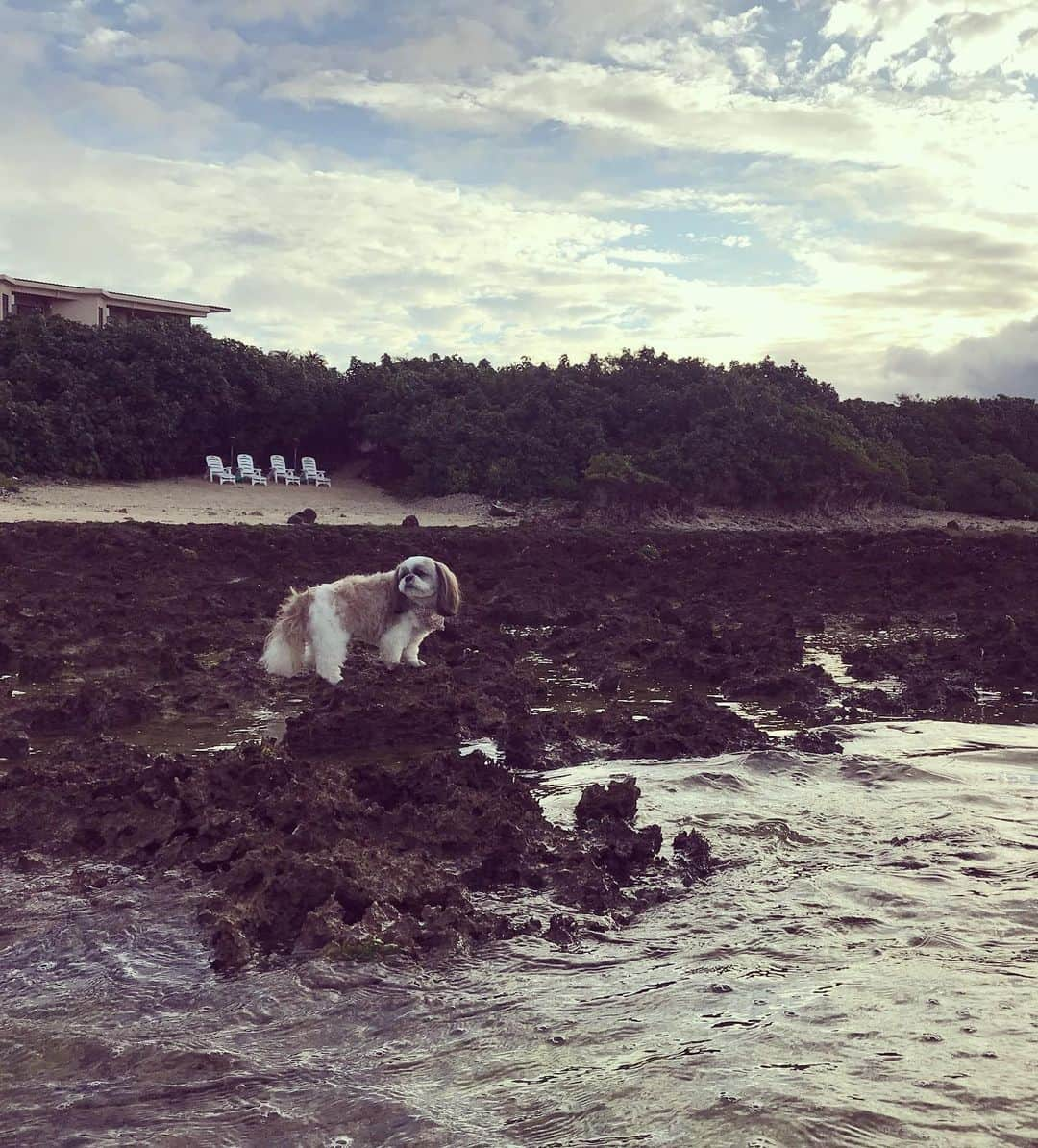 榊原みゆくさんのインスタグラム写真 - (榊原みゆくInstagram)「【石垣島】 With しーちゃん しーちゃん、初めての飛行機、そして、初めての海🏖🏖🏖 たぶん！泳げると思うけど、濡らした後の乾燥がね、ほら、シーズーって、濡らすと違う生き物になるから、入れる前は可愛いのに、海から上がってきたらホラーなってるから！！ 岩場までしか連れて行けず、そして、怖がって尻尾だだ下がり笑  砂場では、寛いで歩こうとせず😥 私の、波打ち際で、犬とのかけっこという夢は、敵うもなく#😂 石垣島の沖縄そばは、久米島より美味しかった！！❤️ 終わりよければ全て良し！！ - - しーちゃんと旅行できるなんて、感謝感謝💕 - -  #shihtzulovers #shihtzulove #shihtzugram #シーズー大好き部 #shihtzu #ishigaki #okinawa #シーズー #犬との旅行 #犬との暮らし #石垣島 #時差投稿 #travelblogger #followme」6月25日 17時11分 - miyukuscarab