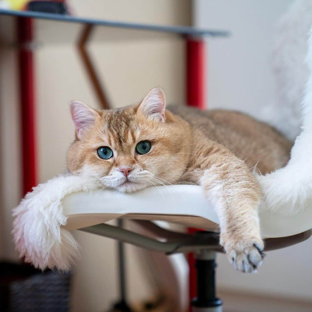 Hosicoさんのインスタグラム写真 - (HosicoInstagram)「I'm resting ⛱」6月25日 17時11分 - hosico_cat