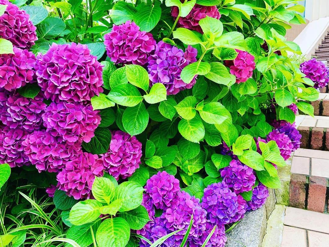 IKSPIARI イクスピアリ公式さんのインスタグラム写真 - (IKSPIARI イクスピアリ公式Instagram)「綺麗な瞬間を逃さないで。 ＊ ＊ #IKSPIARI #イクスピアリ #紫陽花 #あじさい #6月 #オリーブと噴水の広場 #オリーブ #オリーブの木 #噴水 #あの角の向こうに発見がある」6月25日 17時25分 - ikspiari_official