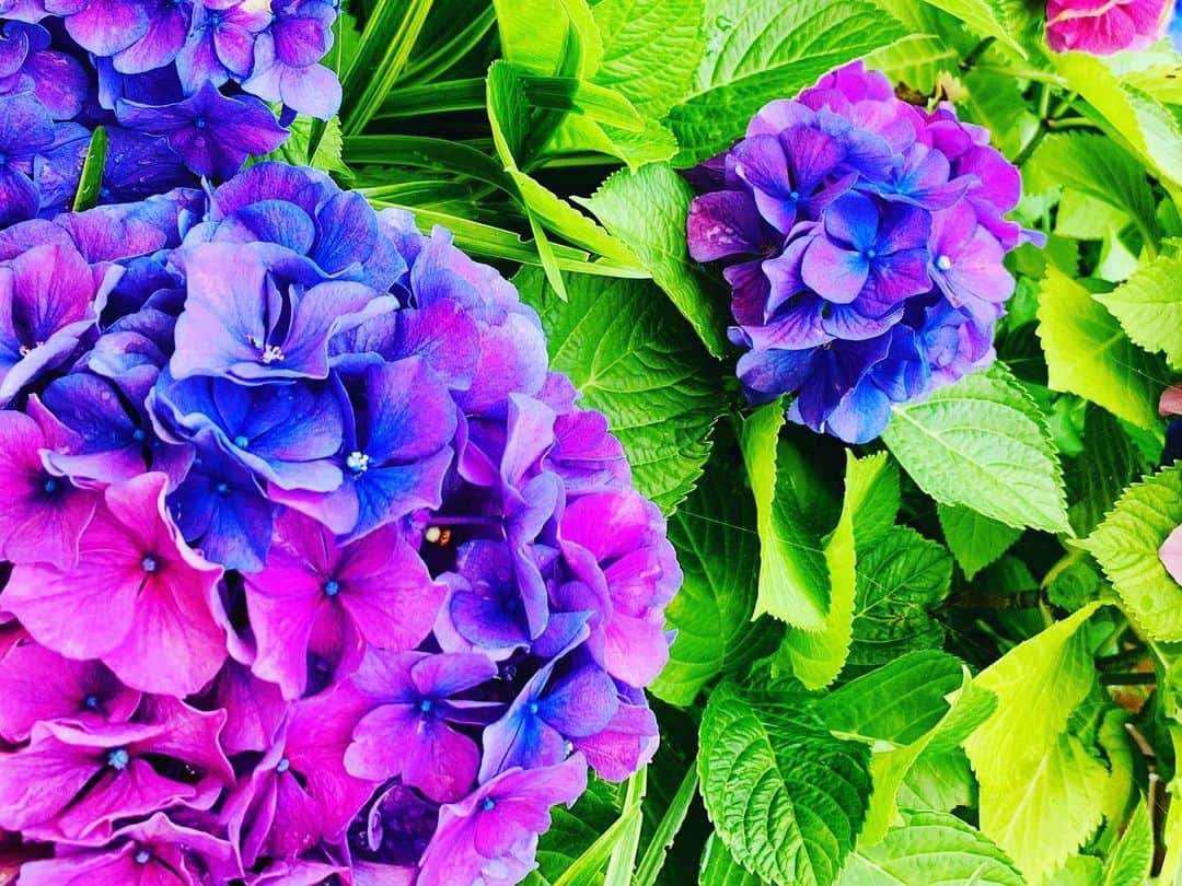 IKSPIARI イクスピアリ公式さんのインスタグラム写真 - (IKSPIARI イクスピアリ公式Instagram)「綺麗な瞬間を逃さないで。 ＊ ＊ #IKSPIARI #イクスピアリ #紫陽花 #あじさい #6月 #オリーブと噴水の広場 #オリーブ #オリーブの木 #噴水 #あの角の向こうに発見がある」6月25日 17時25分 - ikspiari_official