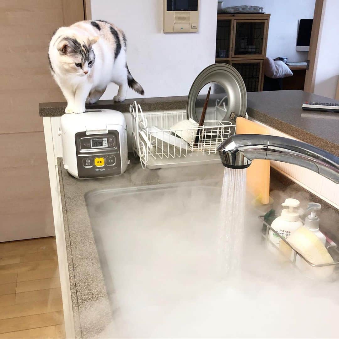 ホタテ＆クラム＆シラスのインスタグラム：「実は煙や湯気が苦手なシラスさん、訝しげに見ています（笑） #cat #neko #ScottishFold #猫 #ねこ #スコティッシュフォールド #catstagram #instagram #instagramjapan #ig_japan #igersjp」