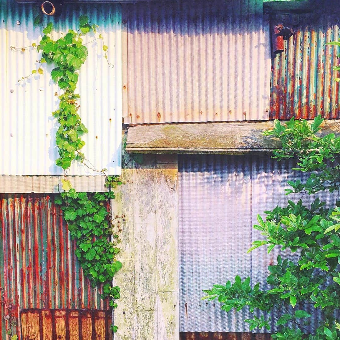 まめのインスタグラム：「purple & pink & 🌿 . . それとなく紫陽花カラー🐌 . #ザ壁部 #壁と植物 #トタニズム #ihaveathingforwalls #popyacolour . #igersjp #indies_minimal #hueart_life #reco_ig #shotoniphone」
