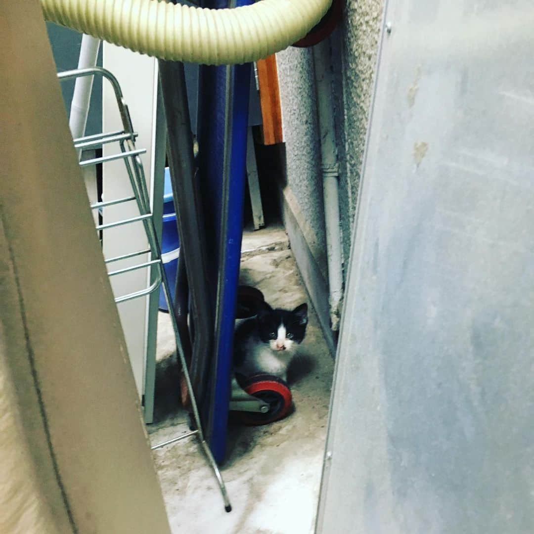 kanikapilaさんのインスタグラム写真 - (kanikapilaInstagram)「子猫が近づいて来るよ！！（ネゴシックス）  #日常 #カニカピラ #kanikapila #カニスタグラム #東京 #中目黒 #デザイン事務所 #ねこ #猫 #野良猫 #子猫」6月25日 17時51分 - kanikapila_design