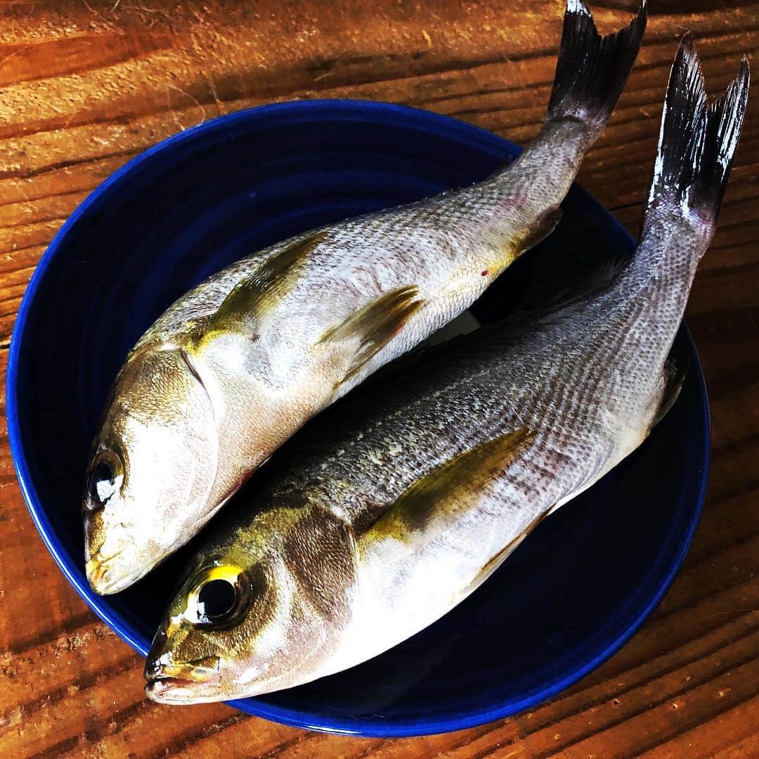津久井智子さんのインスタグラム写真 - (津久井智子Instagram)「#初島 #うえの 大将より 今朝釣れたてピカピカ✨の イサキ3尾🐟🐟🐟 熱海教室でいただきましたので、 超ありがたく 新鮮なうちに イサキ祭りじゃぁ〜〜！！ 白子は湯引きしてポン酢で、 真子はにんにくバルサミコ醤油で ホイル焼きにして、 身は柚子胡椒のカルパッチョで、 1匹はまるごと使って アクアパッツァで、 そうなると昼から白ワイン1本 開けざるを得ないわけで、、、 うふふふ〜。 今日はもうイサキしか食べない！ (H原さんいつもありがとう😊) 明日はもう一匹をムニエルにする！」6月25日 17時47分 - tomokotsukui