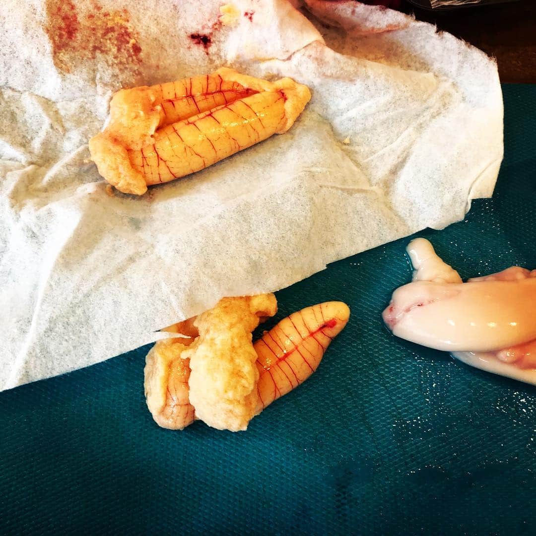津久井智子さんのインスタグラム写真 - (津久井智子Instagram)「#初島 #うえの 大将より 今朝釣れたてピカピカ✨の イサキ3尾🐟🐟🐟 熱海教室でいただきましたので、 超ありがたく 新鮮なうちに イサキ祭りじゃぁ〜〜！！ 白子は湯引きしてポン酢で、 真子はにんにくバルサミコ醤油で ホイル焼きにして、 身は柚子胡椒のカルパッチョで、 1匹はまるごと使って アクアパッツァで、 そうなると昼から白ワイン1本 開けざるを得ないわけで、、、 うふふふ〜。 今日はもうイサキしか食べない！ (H原さんいつもありがとう😊) 明日はもう一匹をムニエルにする！」6月25日 17時47分 - tomokotsukui