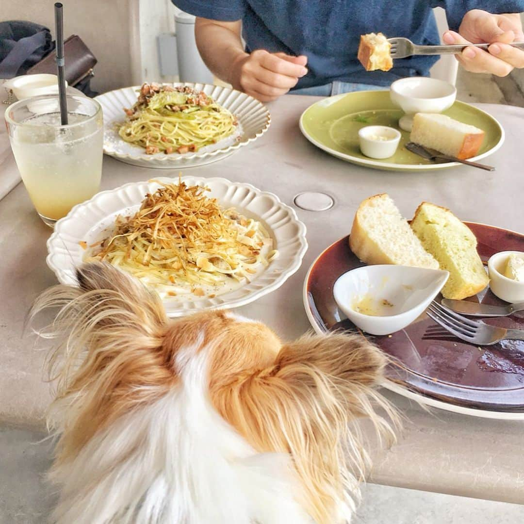 ちまさんのインスタグラム写真 - (ちまInstagram)「What did you eat for lunch？ ・ ちまも大人になったのかな？ カフェマットの上でずっと大人しく...は無理だけど、笑 退屈したら勝手に寝てるし、 ランチも随分落ち着いて できるようになりました🐶✨ 嬉しいような、ちょっぴりさみしいような💭 ・ #chima #ちま #チワワ #chihuahua #ชิวาวา #ふわもこ部 #PECOいぬ部 #sniffandbarkens #WeeklyFluff #cutepetclub #doggy_lovings #lunch #dogcafe #ペット可カフェ #スタジオエム #マルミツポテリ #マルミツ陶器 #マカロニカフェ #ソラマメ食器店」6月25日 17時52分 - chima.chihuahua