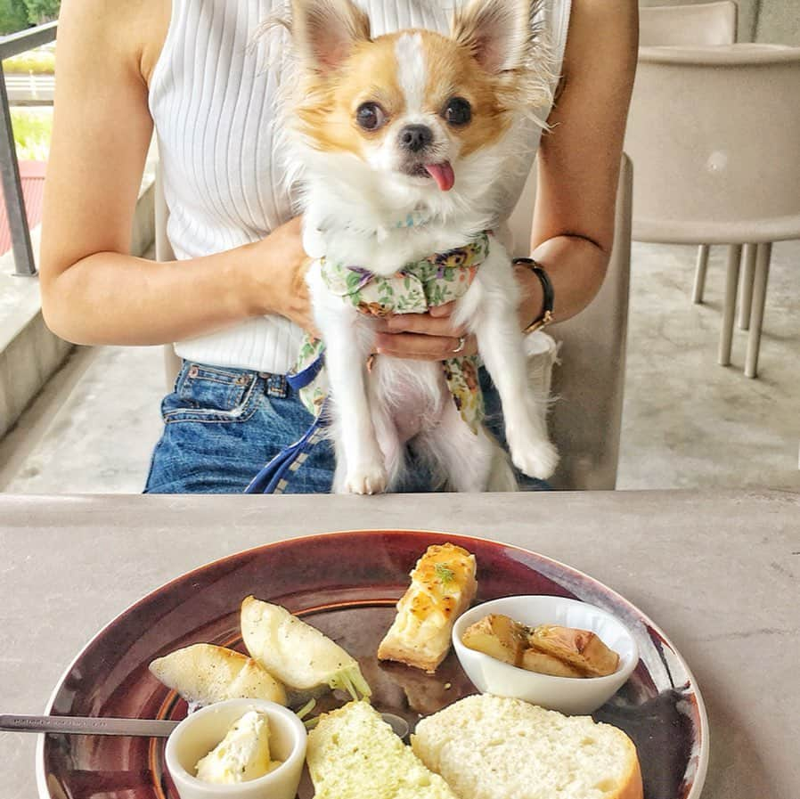 ちまさんのインスタグラム写真 - (ちまInstagram)「What did you eat for lunch？ ・ ちまも大人になったのかな？ カフェマットの上でずっと大人しく...は無理だけど、笑 退屈したら勝手に寝てるし、 ランチも随分落ち着いて できるようになりました🐶✨ 嬉しいような、ちょっぴりさみしいような💭 ・ #chima #ちま #チワワ #chihuahua #ชิวาวา #ふわもこ部 #PECOいぬ部 #sniffandbarkens #WeeklyFluff #cutepetclub #doggy_lovings #lunch #dogcafe #ペット可カフェ #スタジオエム #マルミツポテリ #マルミツ陶器 #マカロニカフェ #ソラマメ食器店」6月25日 17時52分 - chima.chihuahua