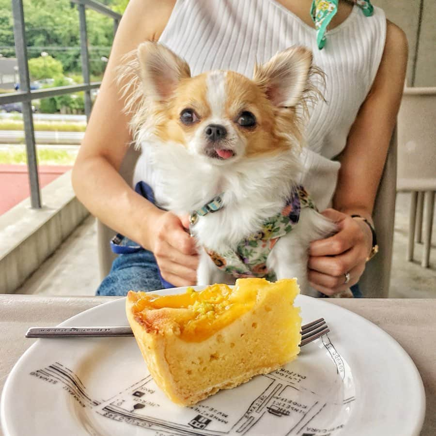 ちまさんのインスタグラム写真 - (ちまInstagram)「What did you eat for lunch？ ・ ちまも大人になったのかな？ カフェマットの上でずっと大人しく...は無理だけど、笑 退屈したら勝手に寝てるし、 ランチも随分落ち着いて できるようになりました🐶✨ 嬉しいような、ちょっぴりさみしいような💭 ・ #chima #ちま #チワワ #chihuahua #ชิวาวา #ふわもこ部 #PECOいぬ部 #sniffandbarkens #WeeklyFluff #cutepetclub #doggy_lovings #lunch #dogcafe #ペット可カフェ #スタジオエム #マルミツポテリ #マルミツ陶器 #マカロニカフェ #ソラマメ食器店」6月25日 17時52分 - chima.chihuahua