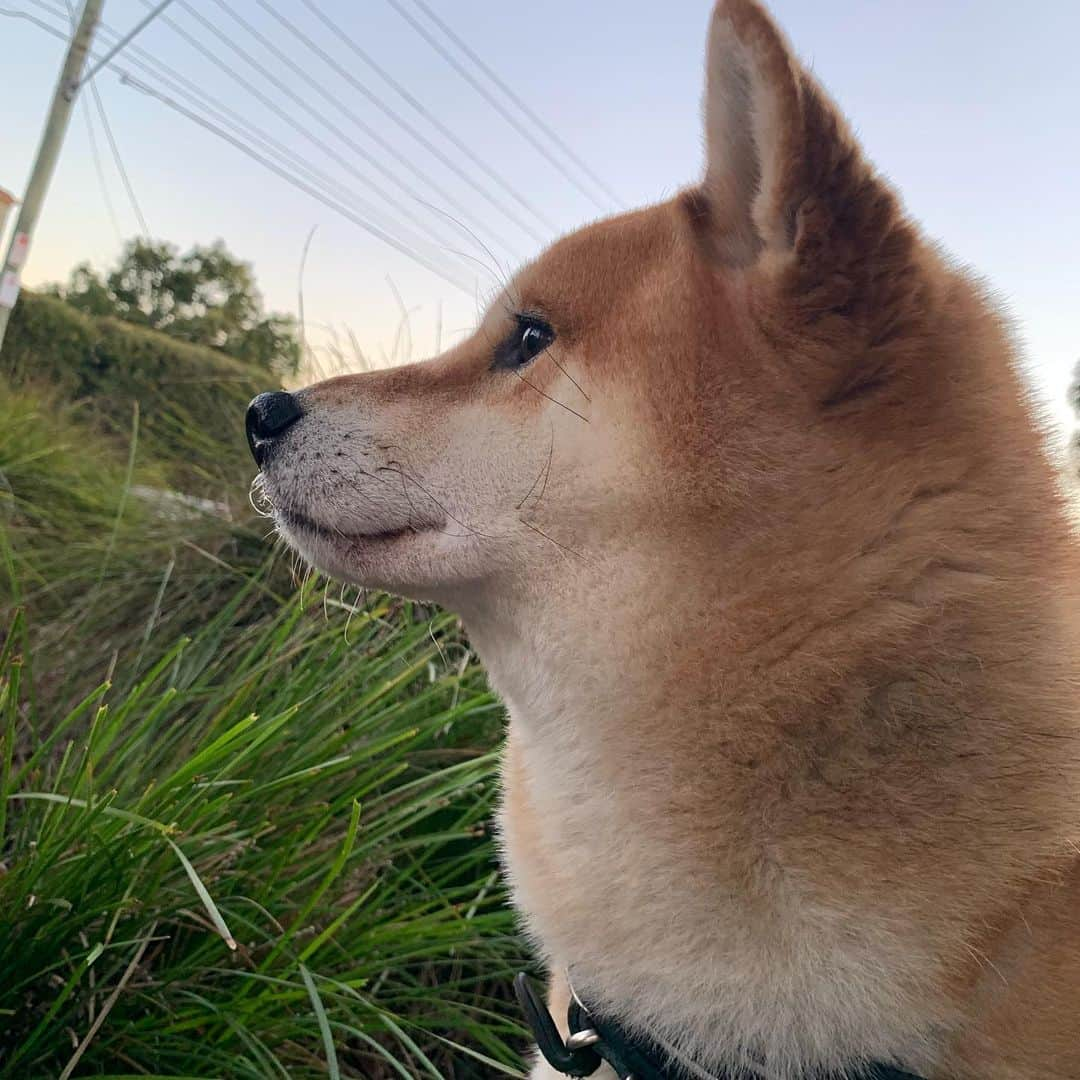 Shibainu Pontaさんのインスタグラム写真 - (Shibainu PontaInstagram)「黄昏ぽんしゃん feat. #鼻風船 . . (実際は興奮してダラダラなよだれ+泡)  #柴犬#ぽん太#メルボルン#オーストラリア#ふわもこ部#Melbourne#Australia#shiba#shibainu#ponta#kawaii#inu#Japanesedog#海外生活#doggy#日本#墨爾本#shiba_snap」6月25日 18時26分 - pontasyk