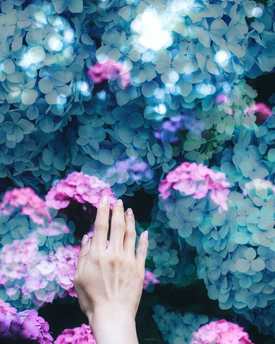 りょーたのインスタグラム：「💠hydrangea🙋💠 Tokyo/Japan ・ #多重露光 ・ ・ ▼Follow & Tag▼ @team_jp #team_jp_ @indies_gram #indies_gram ・ ・」