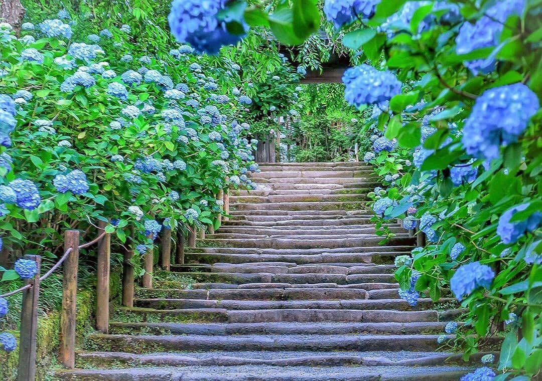 エイチ・アイ・エスさんのインスタグラム写真 - (エイチ・アイ・エスInstagram)「本日の1枚 🚩神奈川県・「明月院」 📸@yu_came7x さん 🎙ご本人コメント 昨日に引き続き明月院です💙 明るめに撮ったほうもさわやかでお気に入り☺️💙 連日の暑さであじさいもへばりそうで心配… ＊＊＊＊＊＊ こんばんは😊 本日も #アジサイ旅のセカイ2019 で国内・海外の紫陽花スポットでのお写真をご紹介します💁🏻‍♀️ すでに、投稿頂いたみなさま、ありがとうございます！ (お写真募集：6/26(水)まで) 6/27(金)に、ギャラリーに9枚の素敵なお写真を揃え 「行ってよかった紫陽花スポット9選！」という記事を弊社メディア「Like the World」UPさせて頂き各SNSアカウントでもご紹介させて頂きます！ ＊＊＊＊＊＊ 先日までご紹介したお写真を使わせて頂き、 「2019年版！旅好きが選んだ！アジアリゾート魅惑スポット9選！」 記事を、弊社メディア「Like the World」にUPし、各SNSアカウントでもご紹介させて頂きました✨ ぜひ、プロフィール画面のURLから、ご覧ください！ @his_japan ＊＊＊＊＊＊ 今月の旅の思い出は @his_japanをタグ付け頂き #LW6月の旅 で投稿お待ちしてます😃 (厳選させて頂いたお写真を使わせて頂き弊社メディア「Like the World」で記事をUPさせていただく予定です。)」6月25日 18時19分 - his_japan