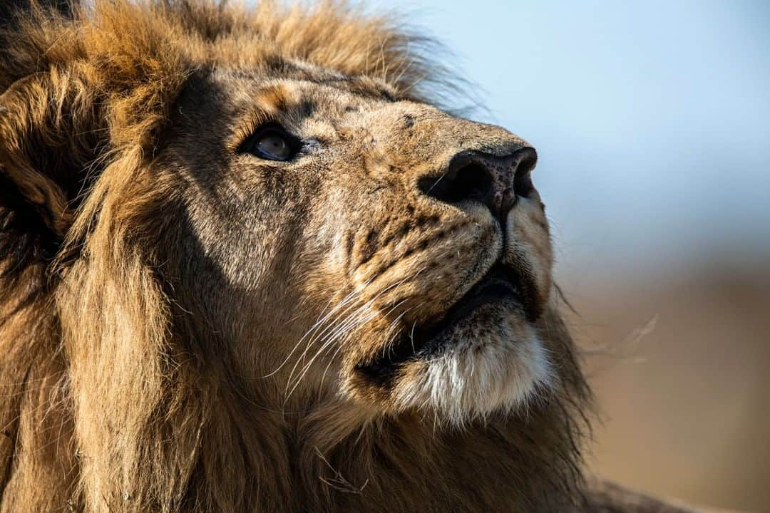 ナショナルジオグラフィックさんのインスタグラム写真 - (ナショナルジオグラフィックInstagram)「Photo by Beverly Joubert @beverlyjoubert | Up close to the dominant male of the infamous buffalo-hunting Tsaro pride in the Duba Plains in the Okavango. Recently the pride has largely changed its go-to prey to the thriving population of red lechwe. The numbers of these swamp-dwelling antelope have increased enormously in the last decade, since hunting ended on this concession. It's good news for these big cats because the buffalo move seasonally (and are a much more dangerous prey). But the smaller size of these antelope means that the lions need to hunt more often. Dominant male lions (being male lions) will take advantage of the lionesses' kills, if possible, rather than expend energy hunting for themselves. How do they know when a kill happens? Often it is by following vultures, whose sudden flocks are quick giveaway of a possible meal. Here the male watches vultures fly overhead before deciding whether or not to follow them.  #Thisismytrophy#bigcats #okavangolions #lion」6月25日 18時38分 - natgeo