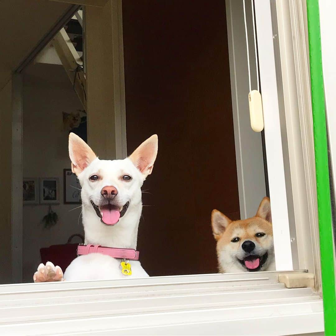 柴犬ハル&保護犬すずさんのインスタグラム写真 - (柴犬ハル&保護犬すずInstagram)「🎂Dad！Happy birthday 🎂 . 「おとーしゃーんー！ 誕生日おめでとう🎉 これからもハルとすずのエサのために、 頑張って働いてね！」 . #44歳 #今日は仕事で夜遅いらしい #焼肉とケーキはまた後日 #芋のケーキでいいかな？笑🍠 . #柴犬#柴#kagoshima#dog#puppy#shibainu#shibastagram#いぬバカ部#family#鹿児島#赤柴#雑種#天文館#日本犬#保護犬を家族に#保護犬#元保護犬#誕生日」6月25日 18時56分 - haruharu040777