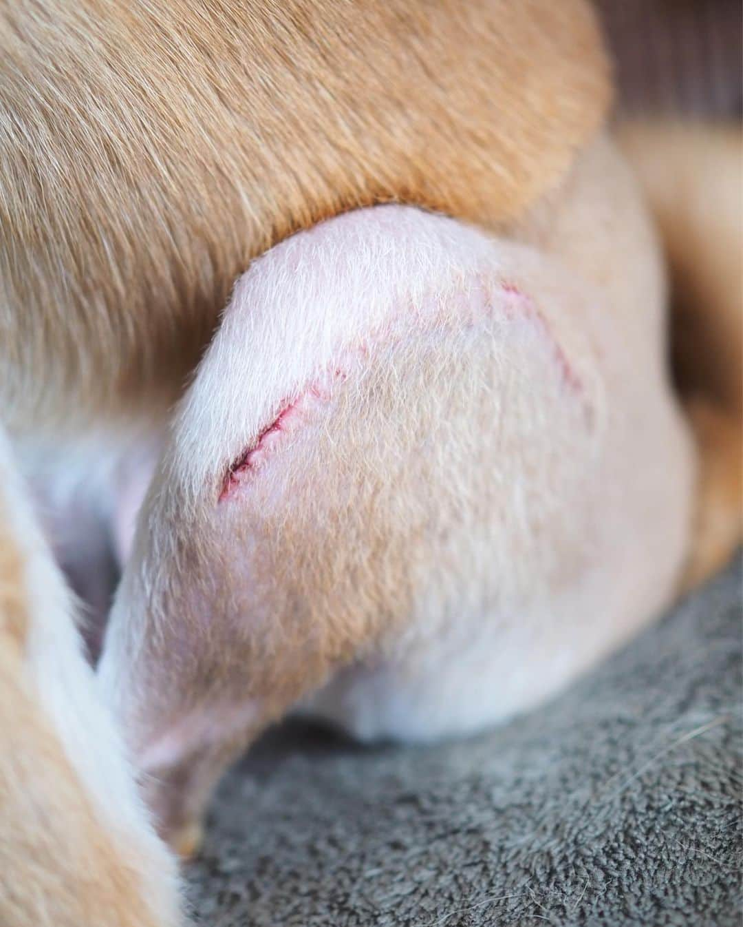 豆柴にこちゃんさんのインスタグラム写真 - (豆柴にこちゃんInstagram)「🐶 にこに会えた❣️ おかえりおかえりおかえり😆 . 退院おめでとうコメントをくださったみなさん、我が子のように喜んでくださり、ありがとうございました🙇‍♀️💕 . ⚠️8枚目だけ術跡のアップ写真です。 （抜糸済み）苦手な人は見ないでね！ これから手術するワンちゃんも いるようなので参考までに載せていきます。 . ①にこっくまクッションで遊ぶ元気あり✨ でも足がまだ痛いね😖 . ②あのー。食欲なかったんじゃー？😎 歯磨きガムからおやつまで、 あげたもの全部食べた🤣 病院で食べなかったのはやっぱり メンタル的な原因だったのね . ③ご褒美マッサージ。 エリカラつけっぱだったから、 首や体を掻けないせいで 抜け毛が抜け落ちず毛の中に埋まってて、 マッサージしたりナデナデすると大量の抜け毛が😂 . . にこは思ったより元気な感じはします。 歩くのはまだヨタヨタですが 少しなら歩けなくはないです。 . あと、2か月くらい外出禁止と思ってたのですが、 ２週間後くらいに調子良ければ外出ていいんだって😆 意外と早い✨ . #にこの右足闘病記  #柴犬#豆柴#pecoいぬ部#犬#わんこ#犬#ここ柴部#shibainu#dog#mameshiba#pecotv#dog#いぬのきもち部#しばいぬ#しばけん#こいぬ#シバイヌ#いぬ#イヌ#赤柴#マメシバ#ペット#日本犬#子犬#puppy#doggo#pet#시바견#강아지#개」6月25日 19時12分 - nikochan.mame48