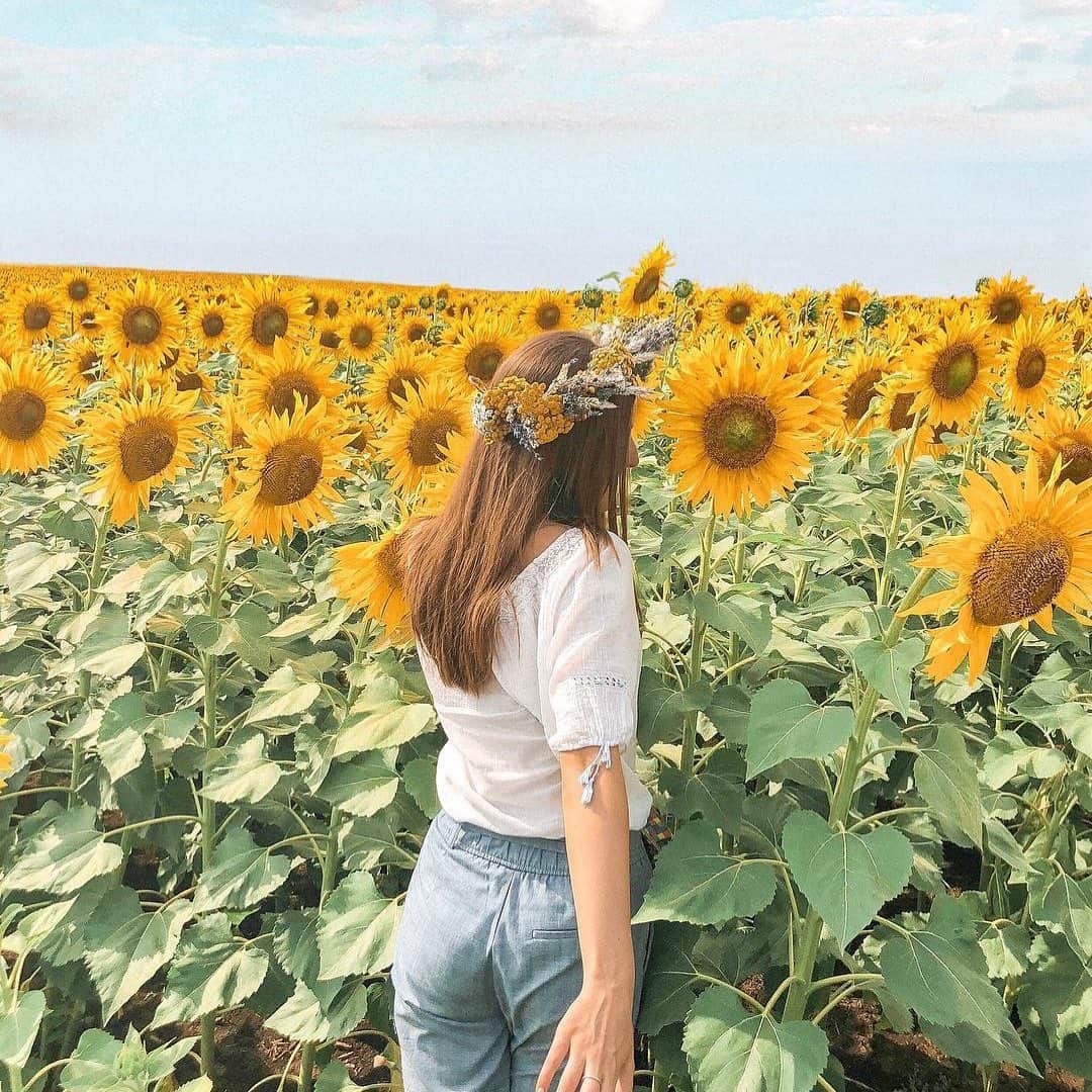 pomeloさんのインスタグラム写真 - (pomeloInstagram)「Pomelo Cover | Just living is not enough, one must have sunshine, freedom and a pretty flower!  A colorful sunflower photo in Moldova from @laurentiamarian  Click on her Instagram page to see more of her colorful life!  Have a nice Tuesday!  #pomelocamera #pomeloapp #photographer #sunflower #photography #flower #sunshine #sun #bright #light #pomelocam #yellow」6月25日 19時13分 - pomelocam