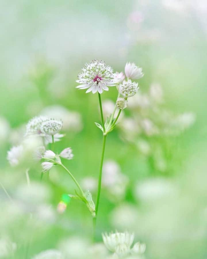 花の写真館のインスタグラム：「Photo by @93kumi93.⠀ https://instagram.com/93kumi93/⠀ .⠀ Original Post[投稿頂いたURL]⠀ https://www.instagram.com/p/BkmugGOgBMO/⠀ .⠀ 本アカウントは、 #私の花の写真 をつけてInstagramに投稿された皆さまの花の写真や、「花の写真館」Facebookページで投稿された花の写真を紹介します。⠀ 「花の写真館」Facebookページは、「 @floral.photograph 」のプロフィールにあるURLからご覧ください。⠀ .⠀ #花の写真館 #floralphotograph #floralphoto #flower #flowers #富士フイルム #FUJIFILM⠀ Follow: @floral.photograph」