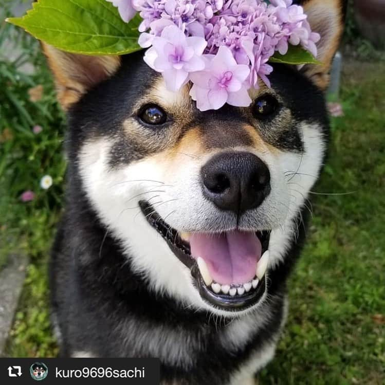 アイペット ペットスナップキャンペーンさんのインスタグラム写真 - (アイペット ペットスナップキャンペーンInstagram)「お花の頭のせ！4枚ともとってもかわいいです😊﻿ 流行っているのか、最近よく頭のせを見かけます！﻿ ⠀﻿ Repost⇒@kuro9696sachi くーちゃん❤️⠀﻿ ⠀﻿ 毎日たくさんのご投稿ありがとうございます♪⠀﻿ ご投稿いただいたお写真はこちらでご紹介しています❤️⠀⠀﻿ まだまだたくさんのご応募お待ちしています✨⠀﻿ ⠀﻿ 【★インスタ投稿キャンペーン開催中★】⠀⠀﻿ ⠀⠀﻿ 参加方法はとっても簡単♪⠀⠀﻿ ⠀⠀﻿ ①アイペットのアカウントをフォロー！⠀⠀﻿ ②月ごとのお題に沿ったペット写真を撮り、⠀﻿ ＃お題 #ipet #今日のうちの子　を付けて投稿！⠀⠀﻿ ⠀⠀﻿ ご参加いただいた方の中から、⠀⠀﻿ 抽選で毎月3名様に『投稿写真入りコースター』をプレゼント🎁⠀⠀﻿ ⠀⠀﻿ 6月のお題→→「#花とうちの子 」⠀⠀﻿ ⠀⠀﻿ #花とうちの子 #ipet #今日のうちの子⠀⠀﻿ を付けたたくさんの投稿お待ちしております！.⠀⠀⠀﻿ ⠀⠀﻿ .※投稿していただいたお写真は当社公式アカウントよりご紹介する場合がございます。⠀⠀⠀⠀⠀⠀⠀⠀⠀⁣⠀⁣⠀⁣⠀⠀﻿ ⠀⠀﻿ #アイペット . ⠀⠀⠀⠀⠀⠀⠀⠀⠀⁣⠀⁣⠀⁣⠀⠀﻿ #犬 #dog #dogs #dogstagram #dogsofinstagram #cutedog #ilovedogs #doglover #pet #cane #perro #perra #わんこ #わんこだいすき #犬好きな人と繋がりたい　#犬がいる生活 #犬親バカ #ポペットフレンズ #犬好きな人と繋がりたい #犬のいる暮らし #癒し犬⠀⠀⠀⠀⠀⠀﻿ ⠀⠀⠀⠀⠀⠀⠀⠀⁣⠀⁣⠀⁣⠀⠀﻿ #アイペット広報⠀﻿﻿」6月25日 19時40分 - ipet__ins