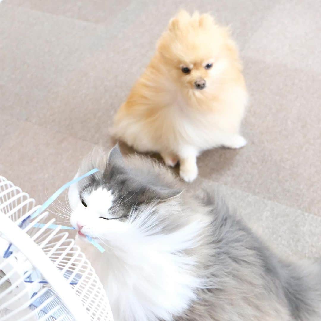 Hanaさんのインスタグラム写真 - (HanaInstagram)「ブログ更新しました♪ プロフィールから飛べます🚀 http://kedamakyoudai.blog.jp/ * #扇風機 に付けた紐を追う猫🐱🧵 * 最後、キャッチした時の 嬉しそうな顔を見てください😸❤️ * * #NorwegianForestCat#Pomeranian#japan#catlover#doglover#dogs#cat#Kawaii#fluffy#pom#fluffydog#catsofinstagram#dogsofinstagram#fluffycat#ノルウェージャンフォレストキャット#ポメラニアン#gatto#pecoいぬ部#cane#ペコねこ部#可愛い#かわいい#cute#cutecat#cutedog#funny#funnydog#funnycat」6月25日 19時42分 - mofu2family