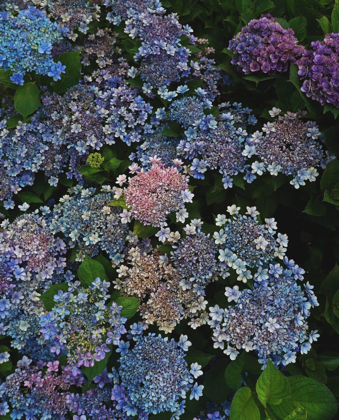 masayaさんのインスタグラム写真 - (masayaInstagram)「Hydrangea  English Garden Yokohama  腕を伸ばし片手ノールックで撮影。レンズ24mm。 #flower #flowers #花 #あじさい #アジサイ#紫陽花」6月25日 19時54分 - moonlightice