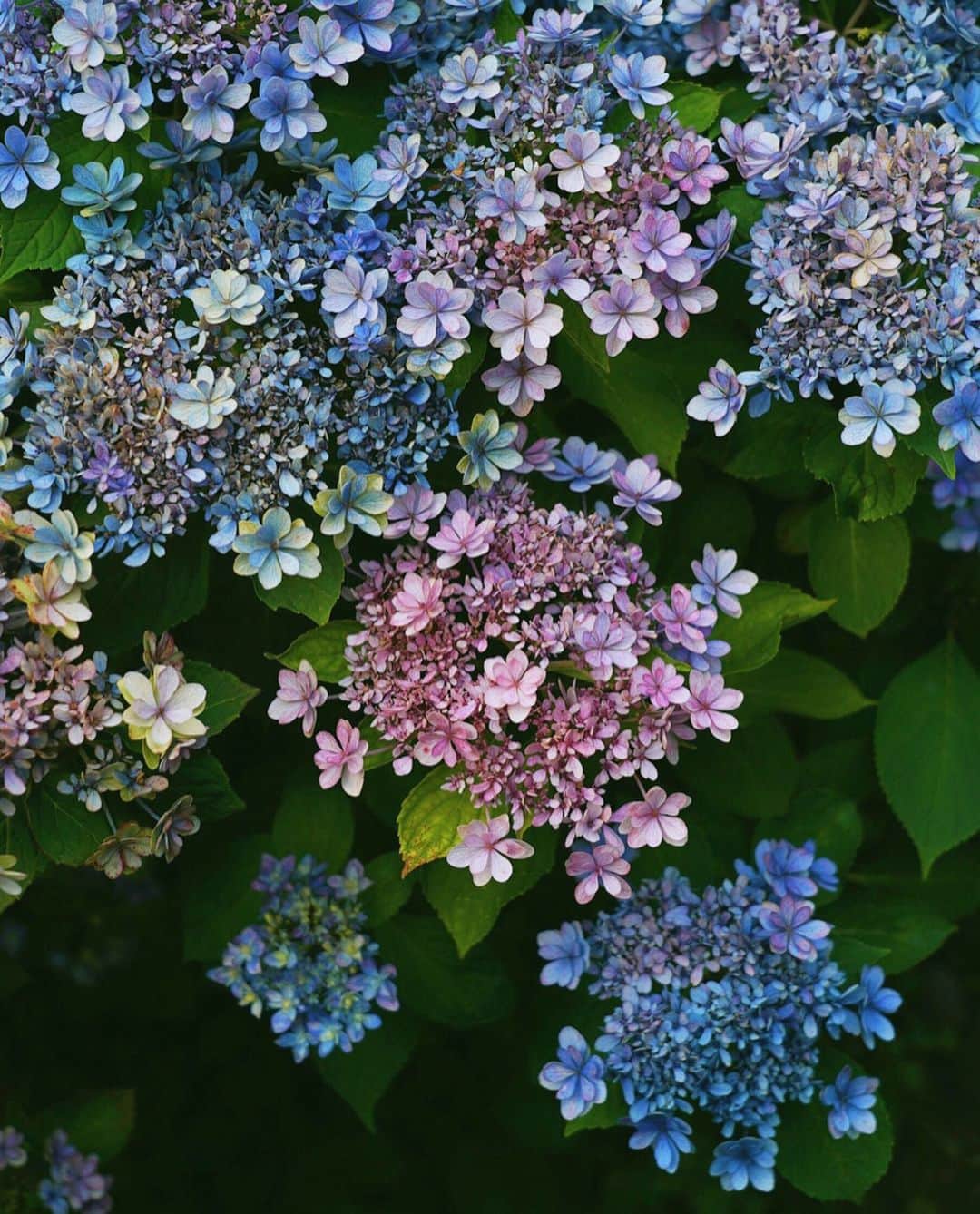 masayaさんのインスタグラム写真 - (masayaInstagram)「Hydrangea  English Garden Yokohama  腕を伸ばし片手ノールックで撮影。レンズ24mm。 #flower #flowers #花 #あじさい #アジサイ#紫陽花」6月25日 19時54分 - moonlightice