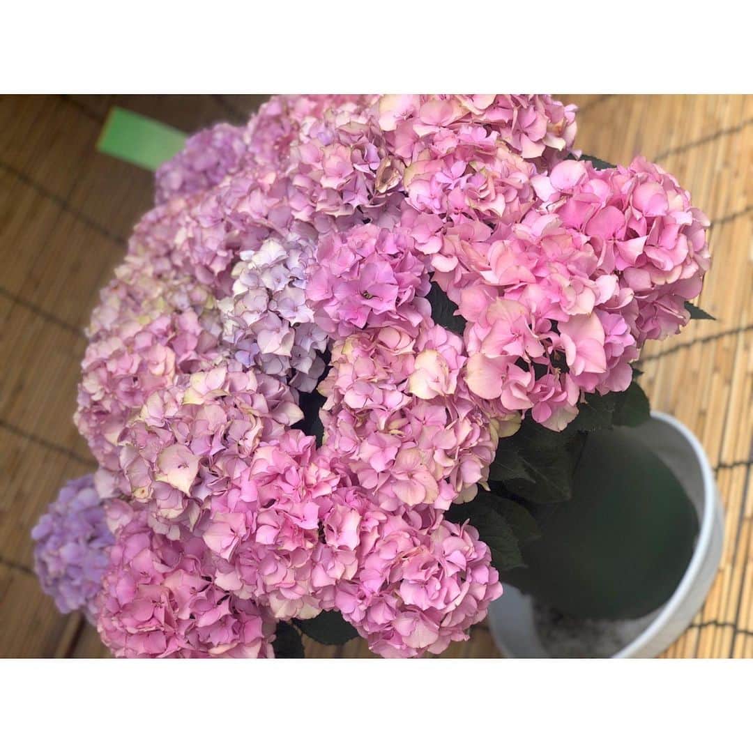 花咲いあんさんのインスタグラム写真 - (花咲いあんInstagram)「あじさい❁✿✾ ・ ・ ・  #お花好き #紫陽花 #梅雨 #pink #red #purple」6月25日 19時49分 - ohanachan_087087