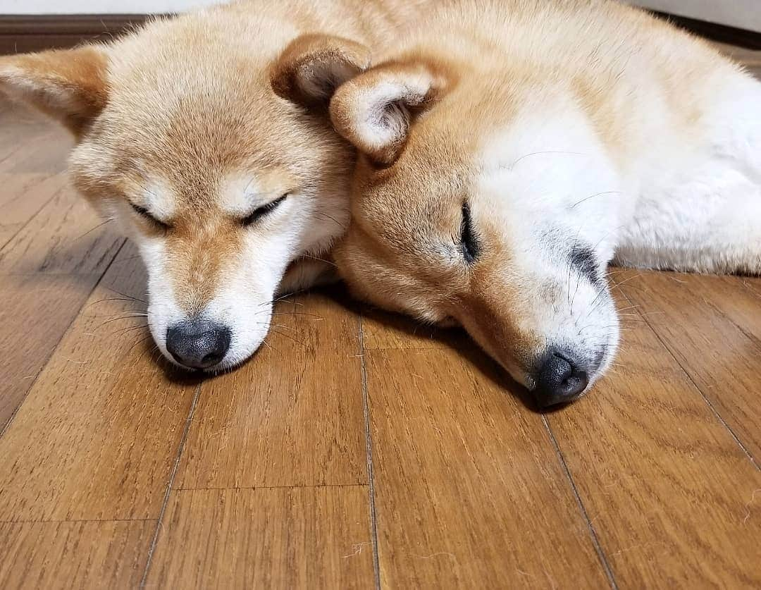 柴犬たま Shibainu Tamaのインスタグラム