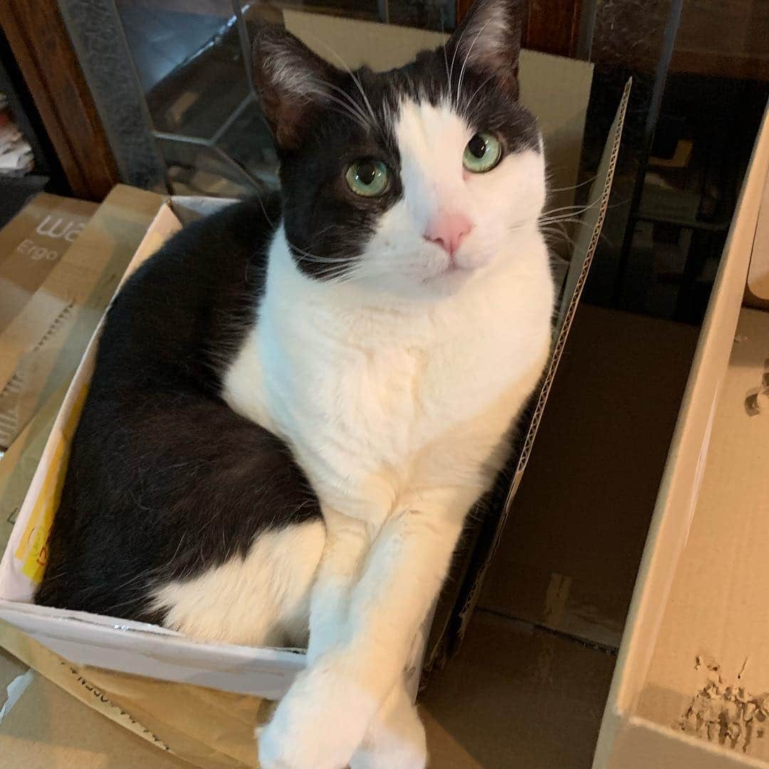 野間美由紀のインスタグラム：「超無理やりの箱猫😺」