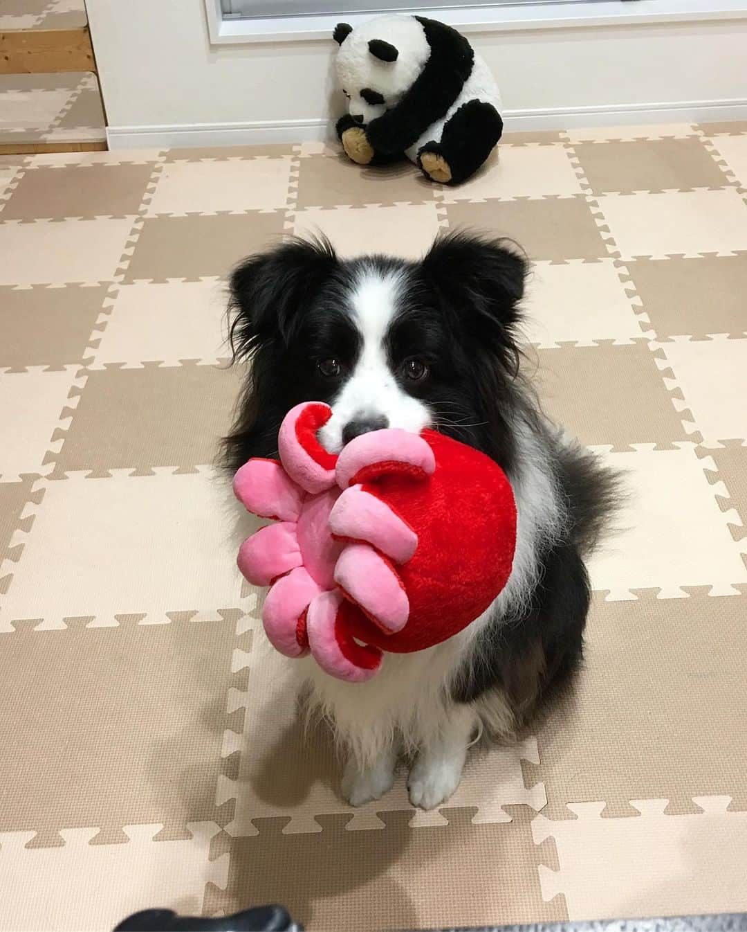 犬バカ部宣伝部長さんのインスタグラム写真 - (犬バカ部宣伝部長Instagram)「🐙🐼💕﻿ テレビで進撃の巨人を観てるのに。﻿ ん？何か視線がビンビン来ます👀﻿ ﻿ ちょっと待ってね。今いい所だから🤣💕﻿ ﻿ #犬バカ部﻿ #bordercollie﻿ #ボーダーコリー ﻿ #進撃のそらちゃん」6月25日 20時25分 - umetaturou