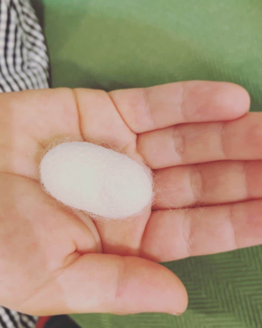 五月女ケイ子のインスタグラム：「はるが学校からもらってきた蚕が繭を作りました。自分1人では餌を見つけることもできず、成虫になっても、飛ぶこともできずにすぐしんでしまう、人間の欲望のために改良されて作られたこのか弱い生き物が、だからこそなのか可愛くてしょうがなく、糸は作らずに羽化を待つことにしました。うまく羽化できますように。。。」
