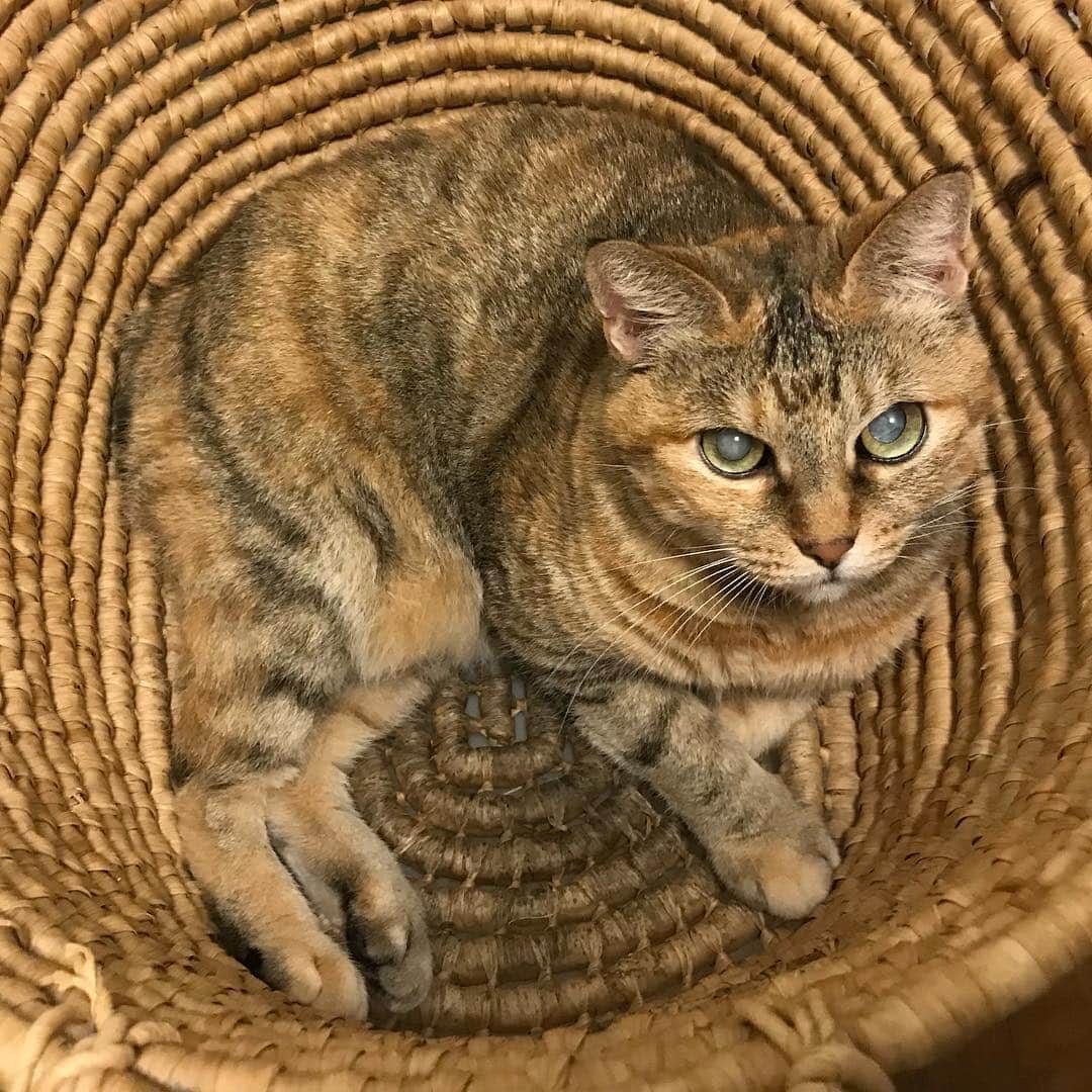 野間美由紀のインスタグラム：「洗濯物カゴの中のチャイ。完全に同化😺」