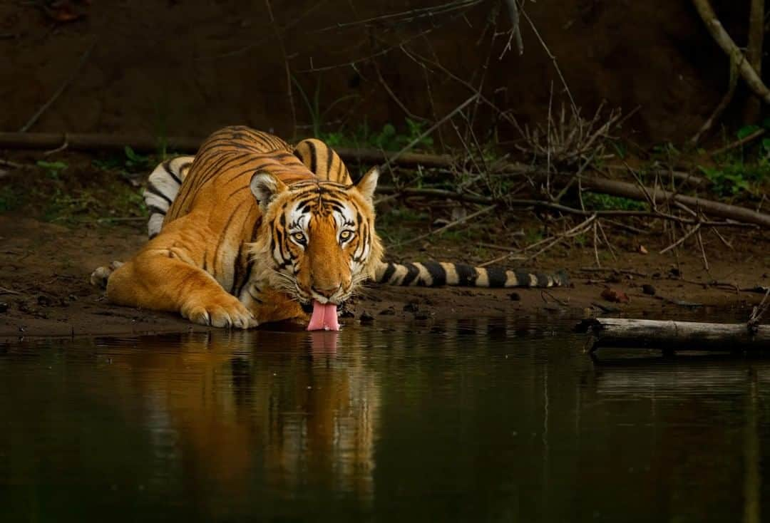 Discoveryさんのインスタグラム写真 - (DiscoveryInstagram)「“We watched this massive male tiger sleep, only occasionally moving his head, for quite a while. Right as it was time to leave, he woke up and began to gulp water in the golden sunset light. What a sight!” 📸 + caption by Mithun Hunugund (@mithunhphotography) . . . . . #TigerTuesday #instanature #nature #naturephotography #wildlifephotography #ProjectCAT #bigcats #tigers #CAT #wow #stripes #wildlifeIG #wild #natureIG」6月26日 2時06分 - discovery